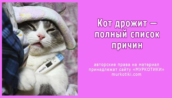 Кошка дрожит – причины, профилактика, лечение