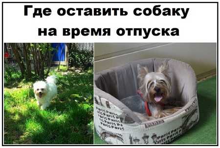 Оставление собаки одной дома: можно ли, что делать, если боится, как приучить щенка
