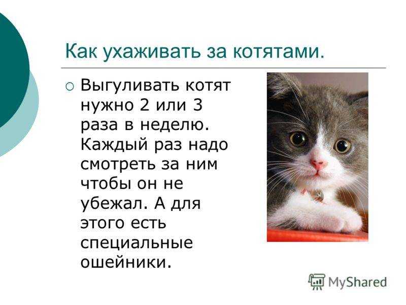 Правила и рекомендации по правильному уходу за домашними кошками и котами