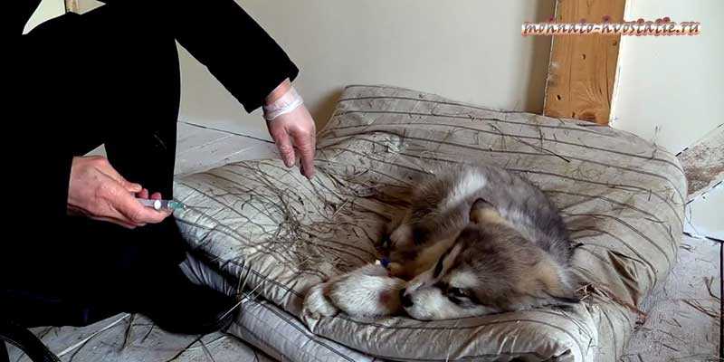 Если умер домашний питомец