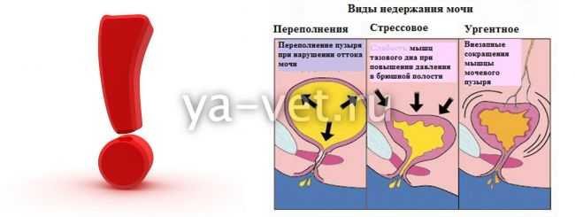 Как часто кот должен ходить в туалет. причины запоров у кошек. лечение запора у кошки в домашних условиях. лечение запора у кота в ветклинике. профилактика запоров у кошек.