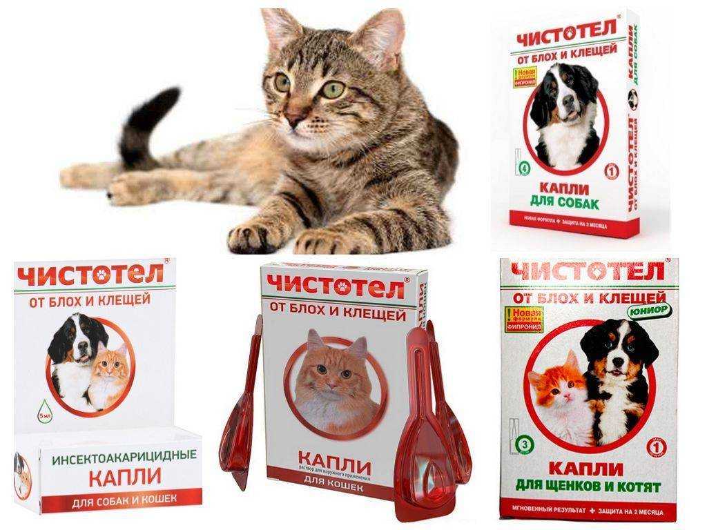 Спреи от блох для кошек: известные производители, правила нанесения, противопоказания, меры предосторожности, побочные эффекты, отзывы