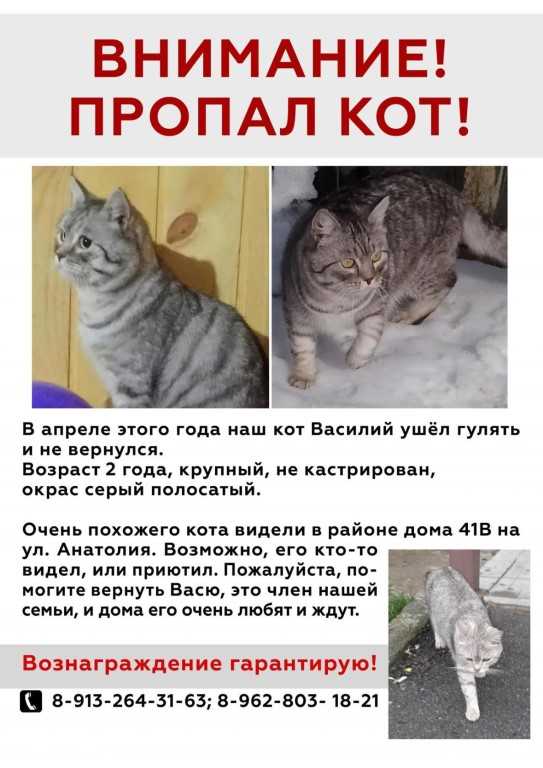Как написать объявление о пропаже кота и где разместить? - animallist.ru