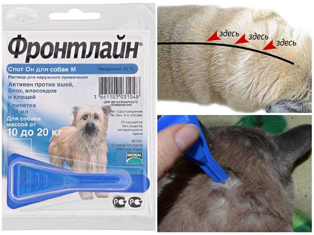 Перхоть у собаки: возможные причины и способы лечения