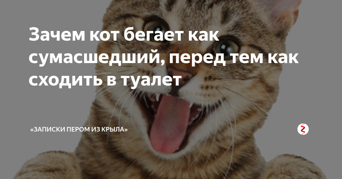 Почему котенок мяукает без причины?