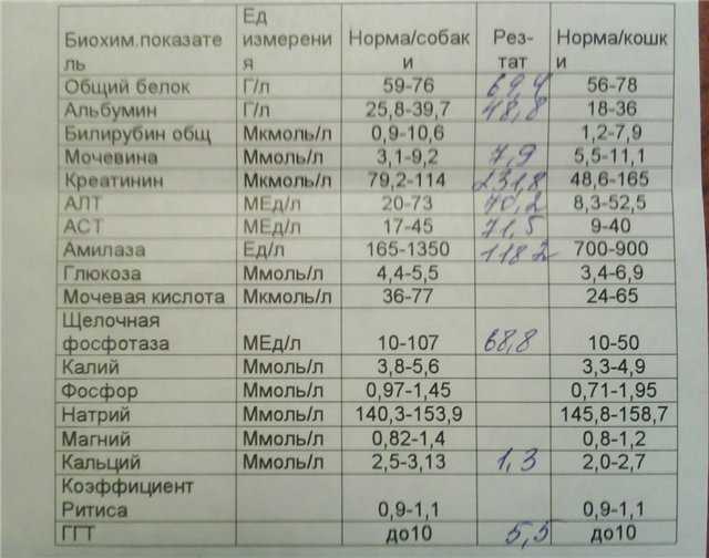 Как понизить уровень липазы у собак: советы от ветеринара