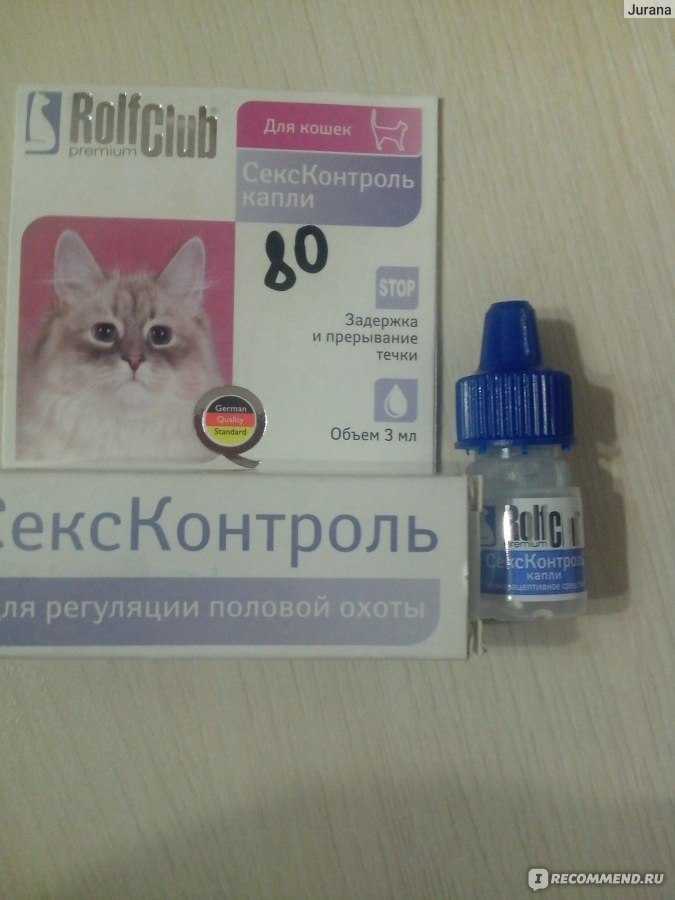 Течка у кошки: симптомы, когда начинается и сколько длится