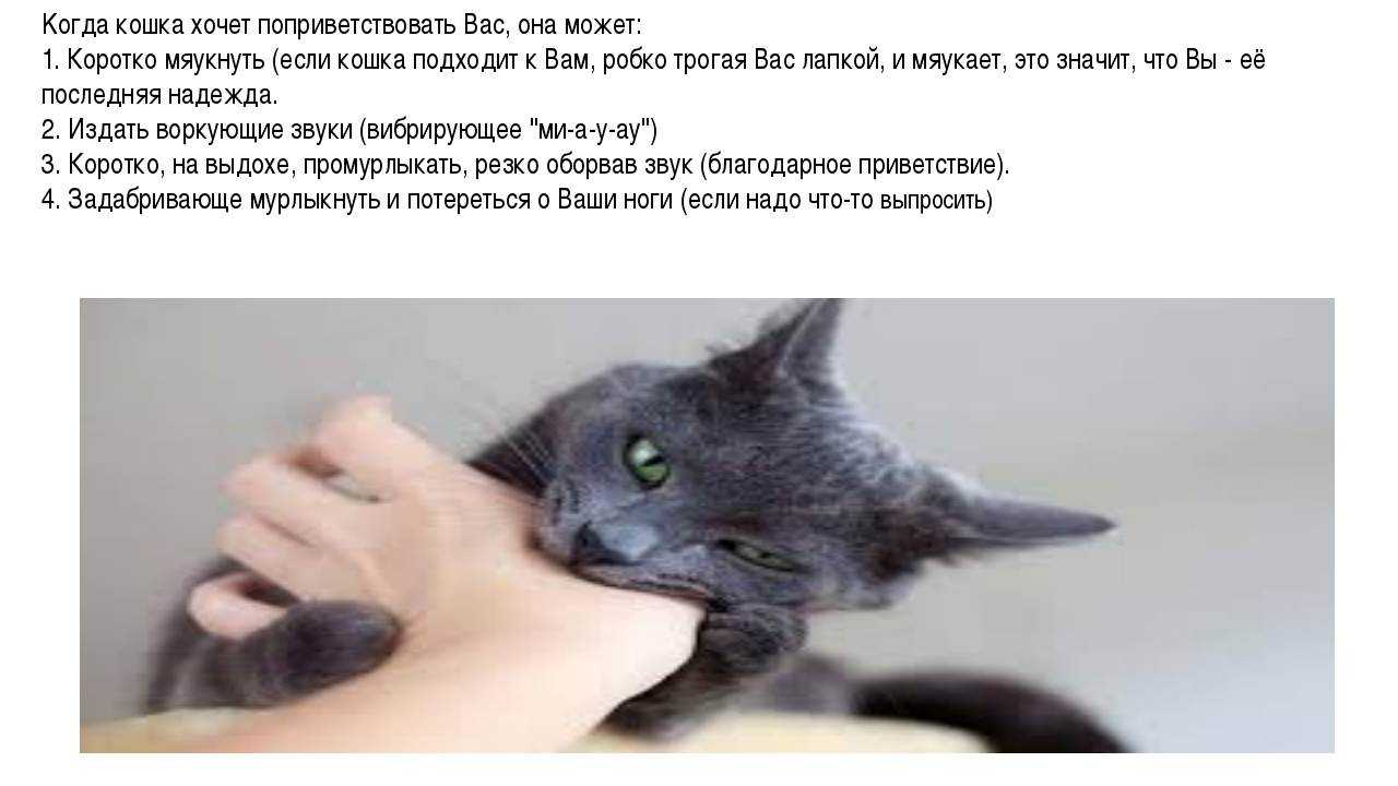 Почему кошка постоянно мяукает и орет и как ее успокоить?