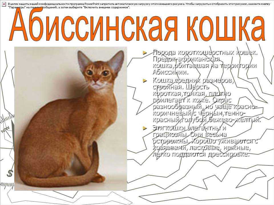 Абиссинская кошка: фото, описание породы, характер, здоровье, уход и содержание