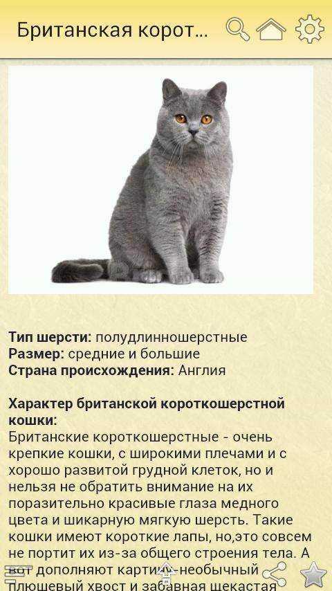 Двухцветная кошка (биколор): внешность и характер