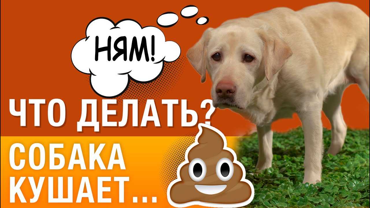 Почему собака ест какашки и что может прекратить эту неприятность