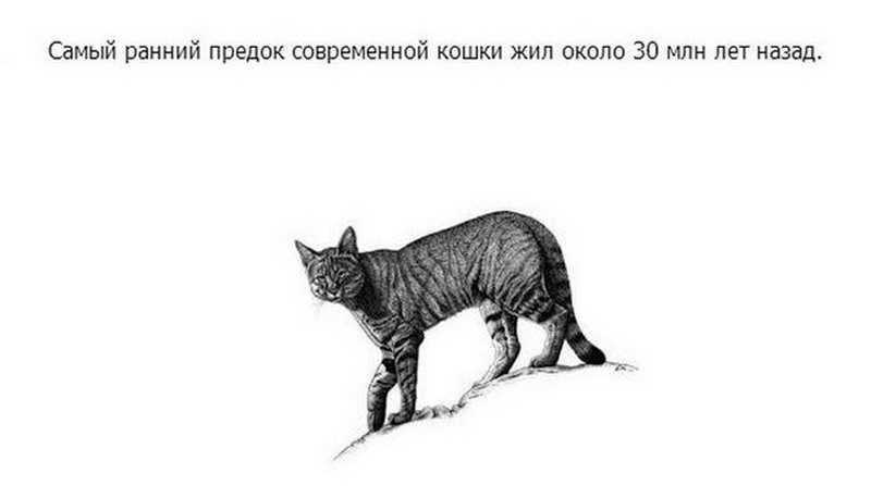 50 интересных фактов о кошках