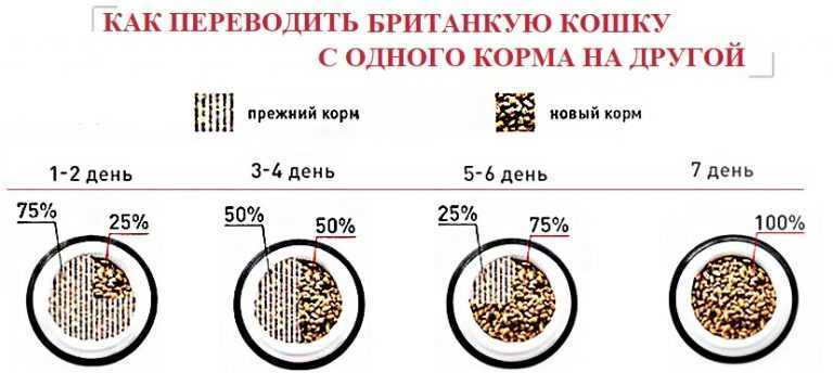 Чем кормить кошку в домашних условиях