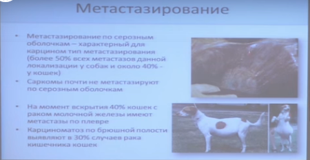 Новообразования, что делать? - все о ветеринарной онкологии!