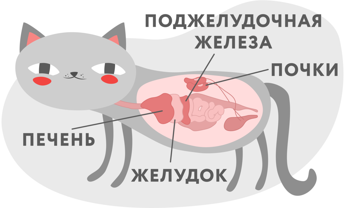Панкреатит кошек: причины, симптомы, лечение
