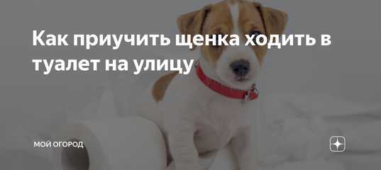 Как приучить щенка ходить на пеленку и к лотку: туалет в квартире для собаки