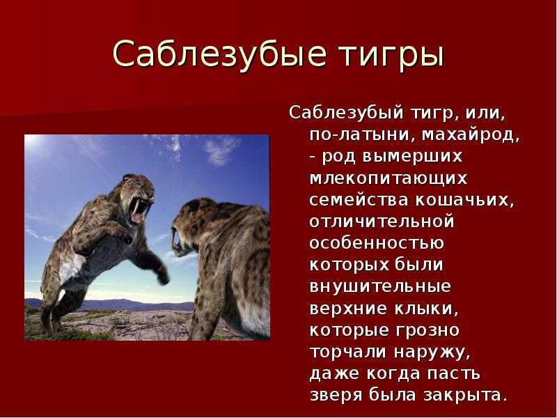 Эволюция кошек / хабр