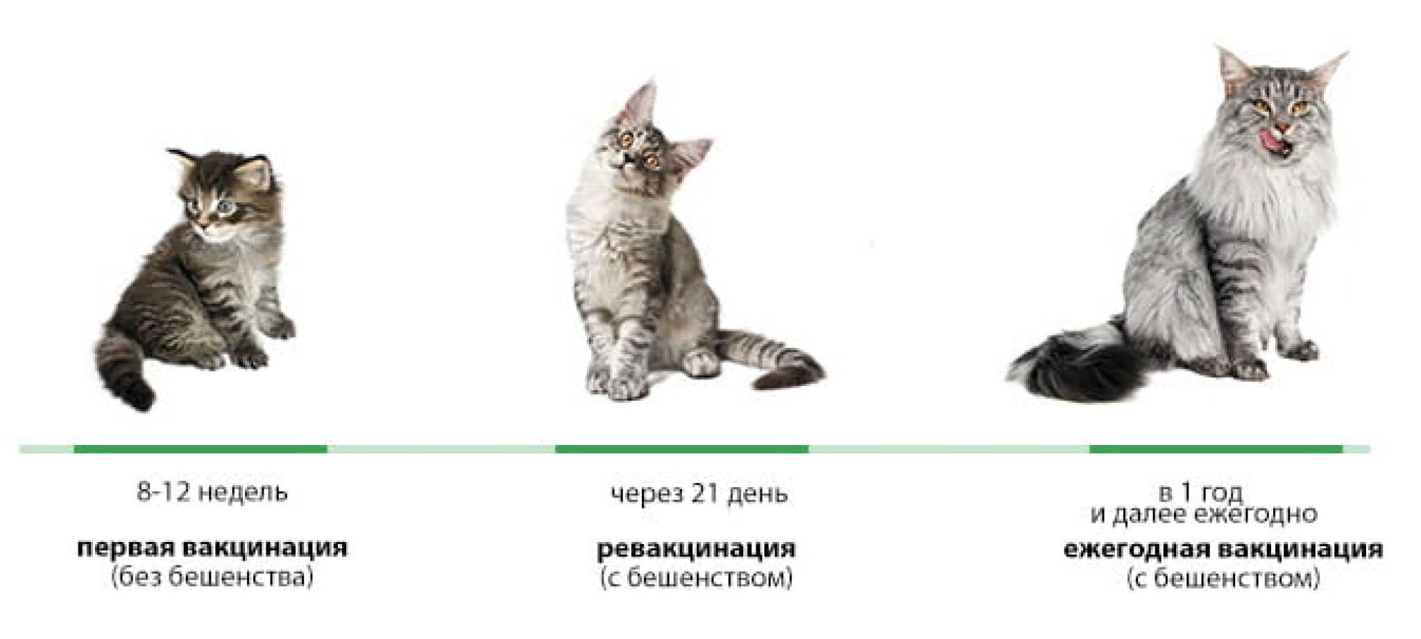 Болезни шотландских вислоухих кошек