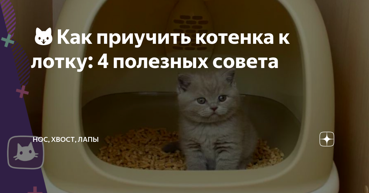 Как приучить уличного кота к лотку: способы обучения, рекомендации