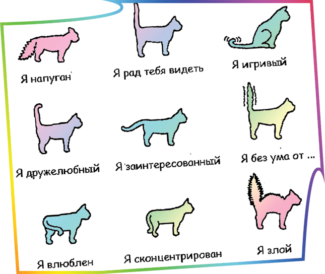 Черный язык у кошки