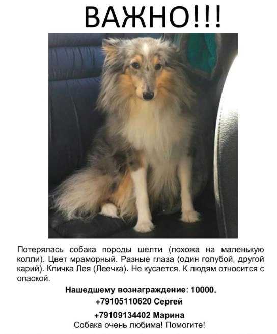 Шелти или шетлендская овчарка