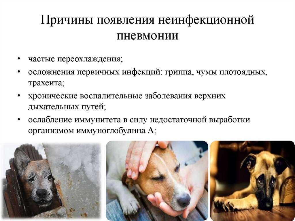 Инфекции у собак