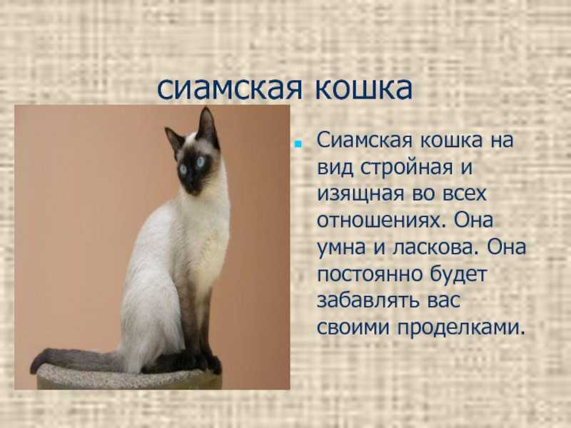 Сиамская кошка: развенчиваем мифы о породе и знакомимся с ней поближе