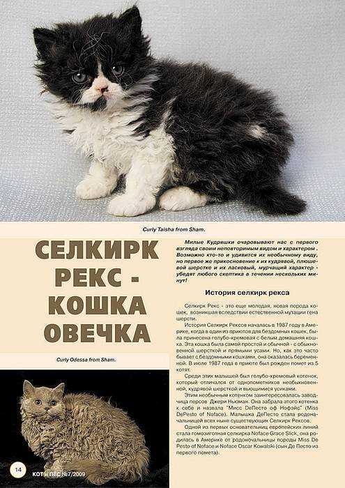 Всё о кошках породы уральский рекс