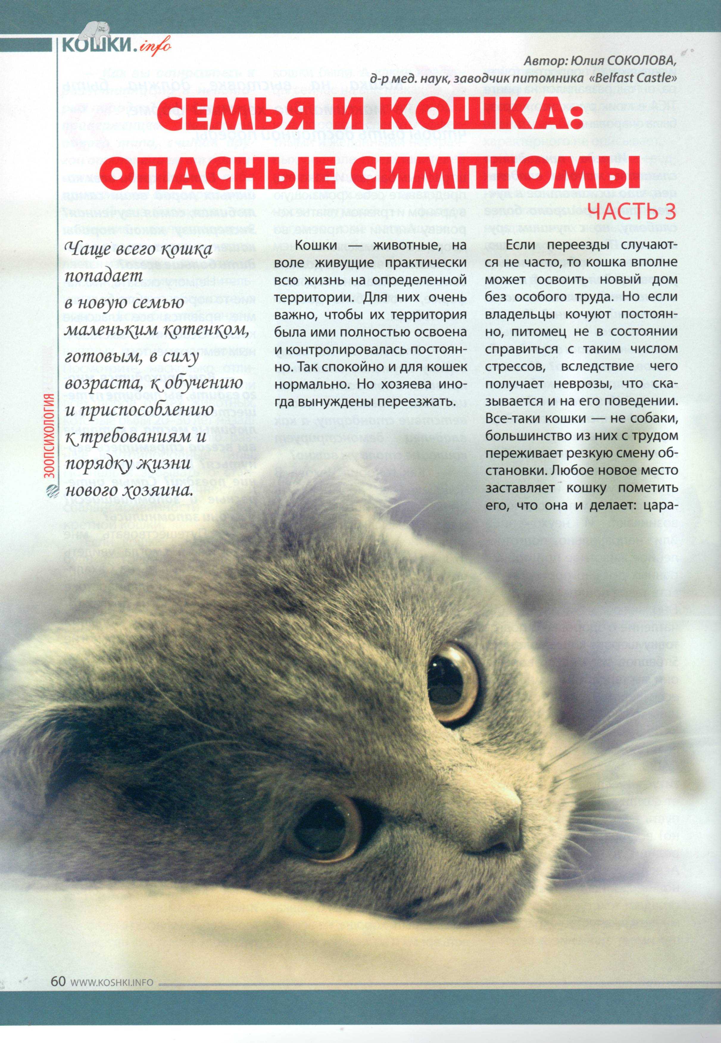 Как распознать депрессию у кошки и вылечить. депрессия у кошек — симптомы, причины, как помочь животному