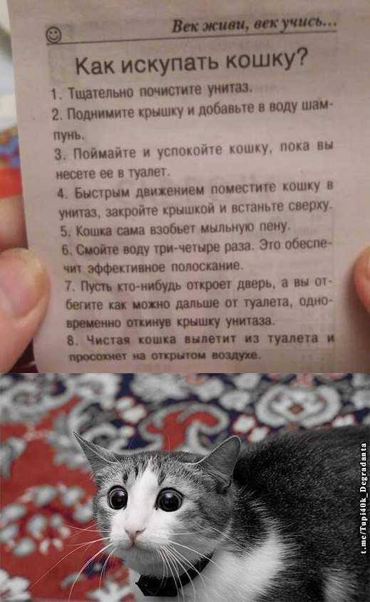 Как помыть кота в домашних условиях - если он боится воды, можно ли обычным шампунем, что делать, если он агрессивный и царапается