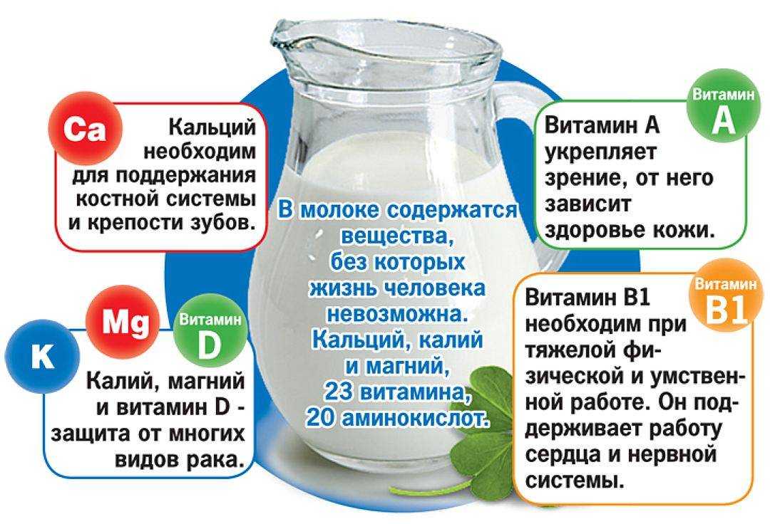 Творог собакам: можно ли давать и сколько, рецепты домашнего продукта