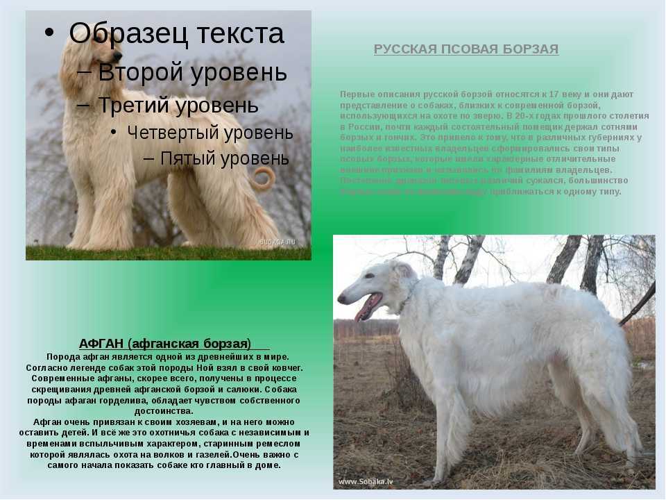 Афганская борзая (фото): настоящий длинношерстный аристократ