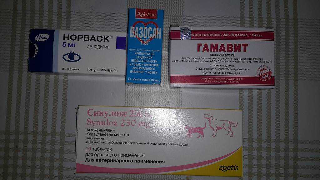 Гамавит для кошек - инструкция по применению, дозировка, перорально, выпаивание котят, как колоть