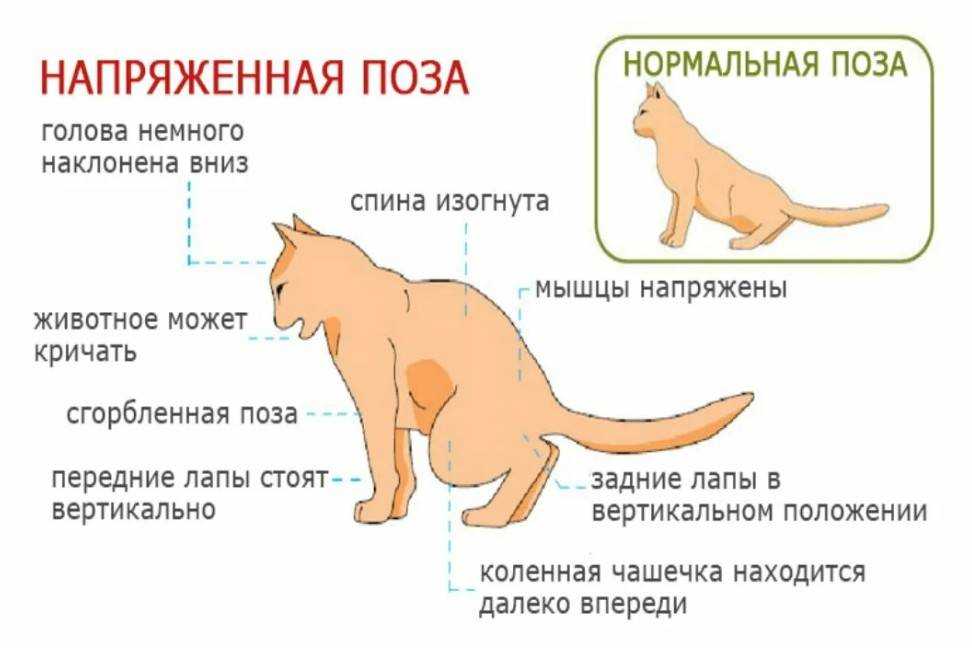 Сколько раз в день должен писать кот: норма в сутки, причины отклонений, профилактика и лечение  — termos fryazino