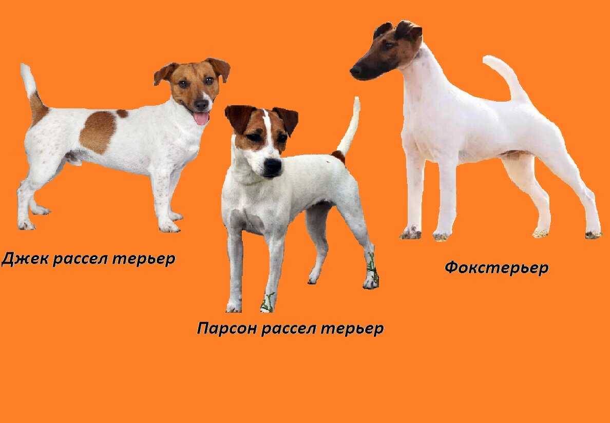 Порода собаки из фильма «маска»: описание породы, фото и видео