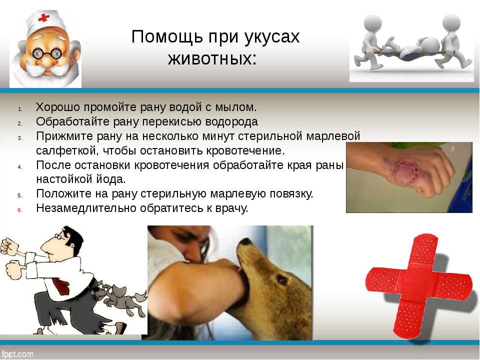 Симптомы инфаркта у собак: лечение и профилактика