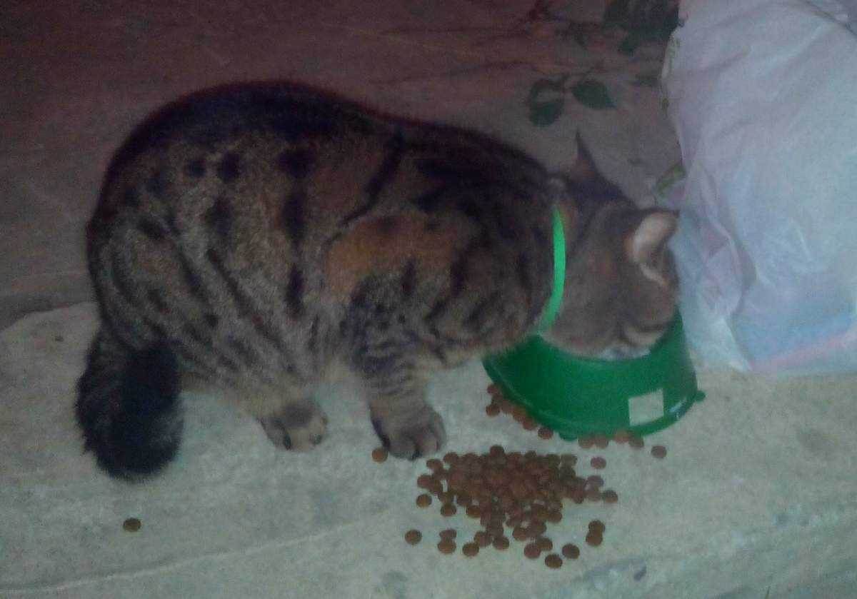 Кошка закапывает еду что это значит, кот копает возле миски