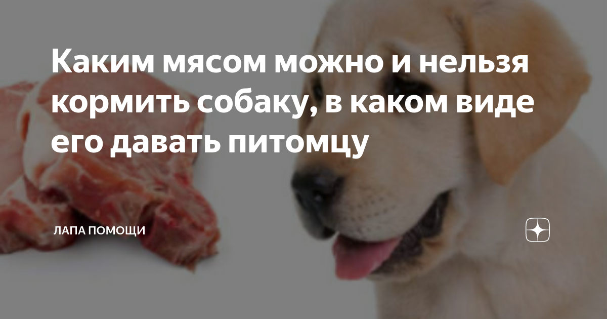 Можно ли собакам баранину: химический состав и питательная ценность, как давать и сколько.