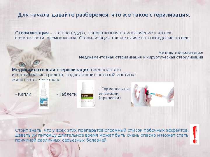 В каком возрасте можно стерилизовать кота?