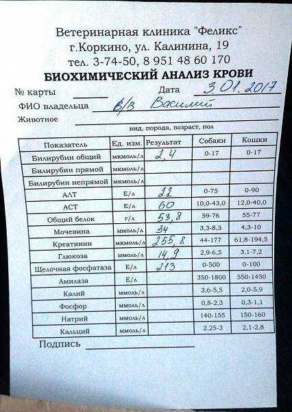 Лечение сахарного диабета кошек при помощи мяса