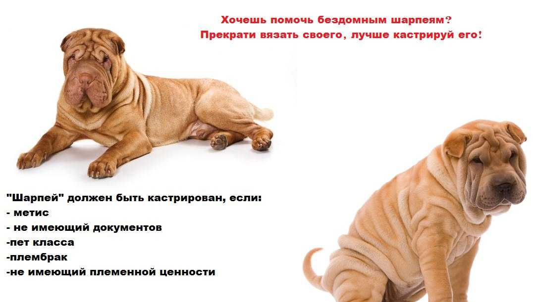 Шарпей