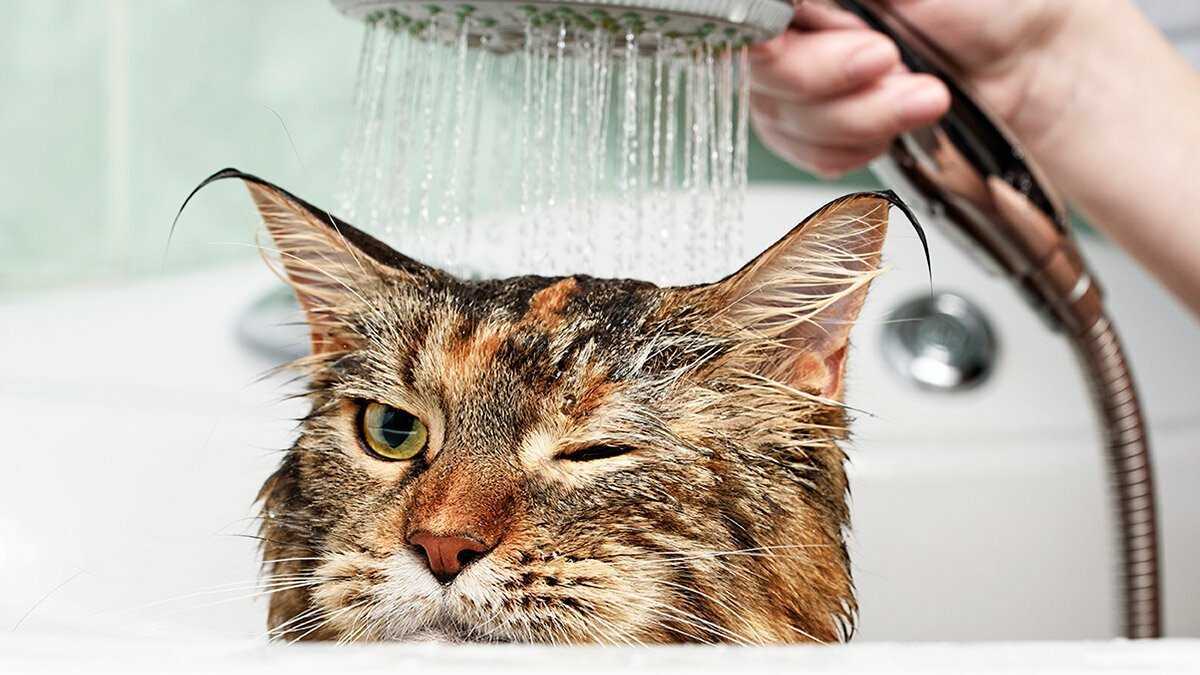 Как и когда можно начинать мыть котенка?