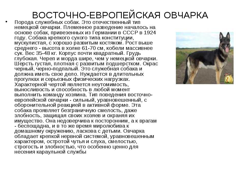 Стандарт немецкой овчарки fci