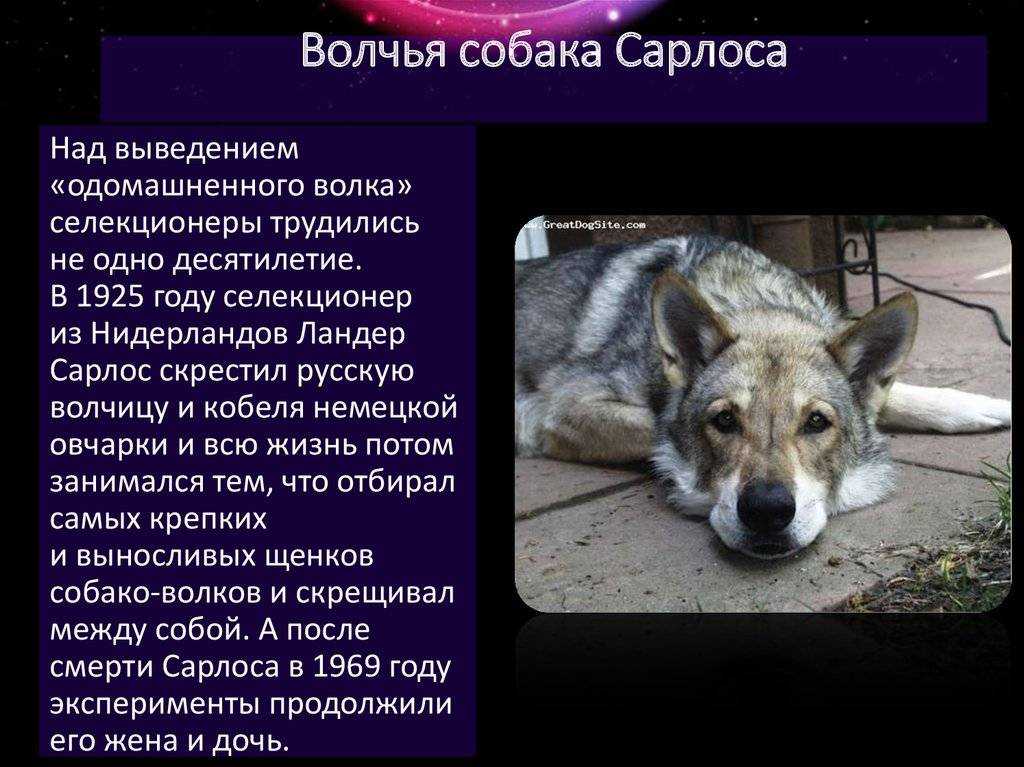 Описание редкой породы собак волчья собака Сарлоса саарлосский вольфхунд история и стандарт особенности экстерьера и поведения как ухаживать за собакой