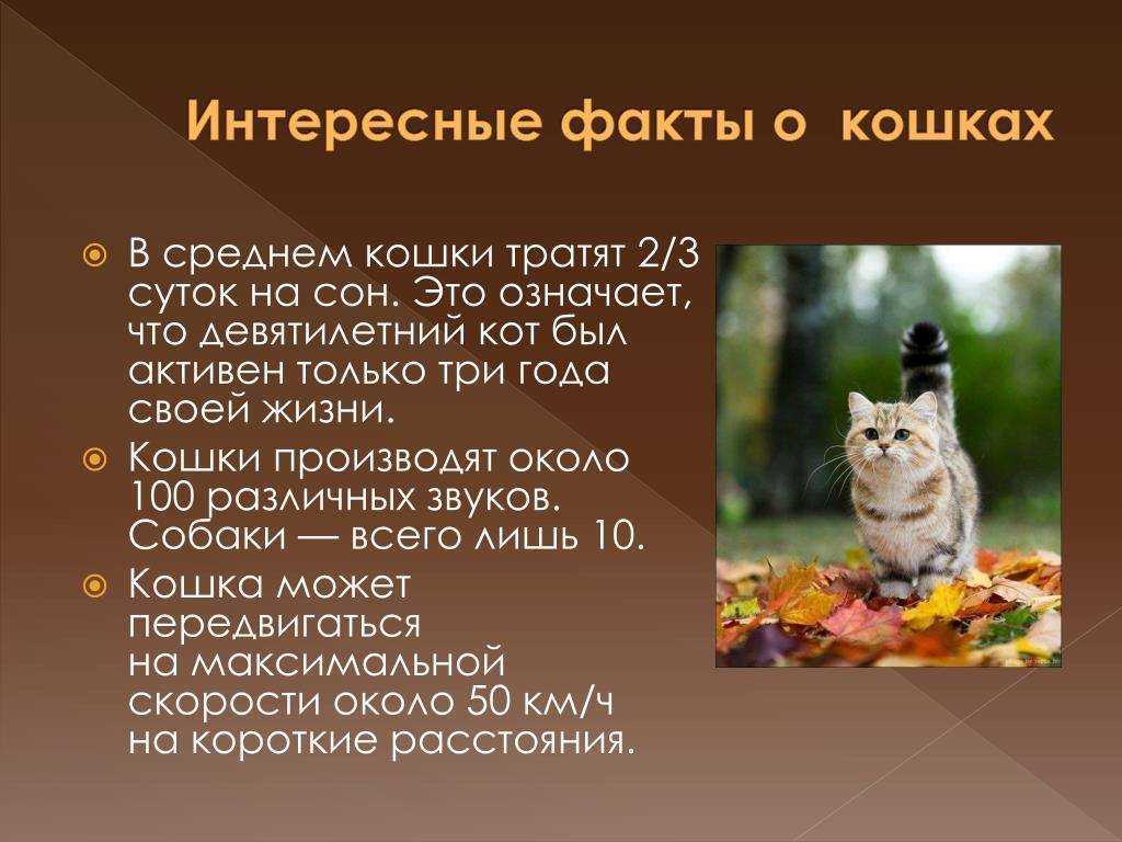 Кошка | котопедия | fandom