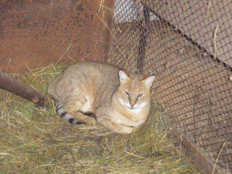 Кот чаус или камышовый кот: дикий или домашний?