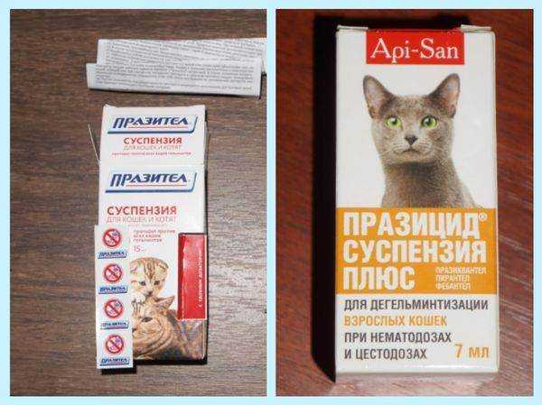 Глисты у шотландского котенка: профилактика и лечение