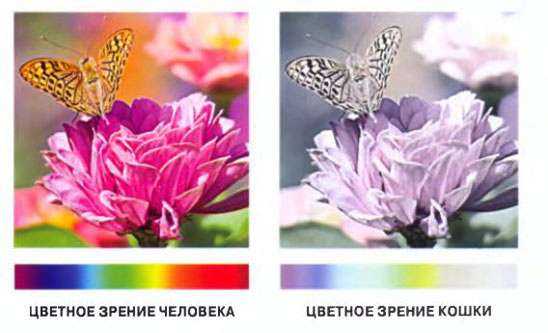 Как кошки видят ночью?