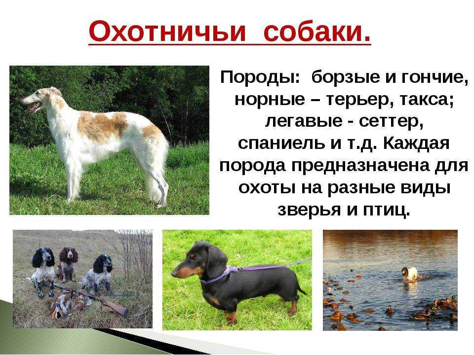 Охотничьи собаки: разновидности, характеристика, обучение