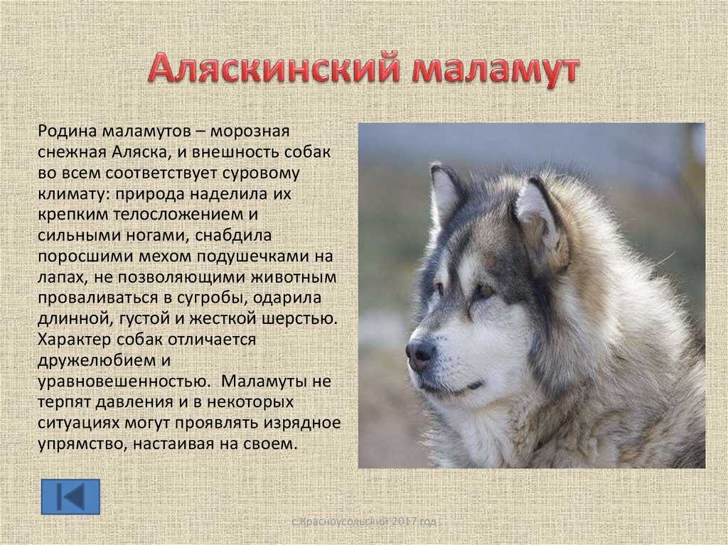 Аляскинский маламут: отзывы. &quotмаламут - это не диванная собака!&quot